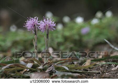 Heloniopsis Orientalis View Large Photo Image Stock Image - Heloniopsis Orientalis. Fotosearch