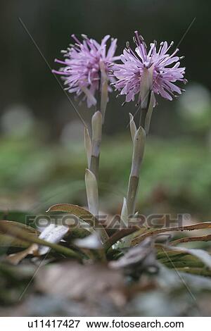 Heloniopsis Orientalis View Large Photo Image Stock Photo - Heloniopsis Orientalis. Fotosearch