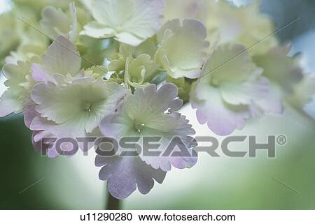 Hydrangea View Large Photo Image Stock Image - Hydrangea. Fotosearch
