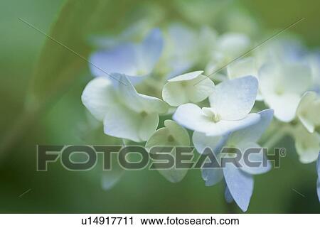 Hydrangea View Large Photo Image Stock Image - Hydrangea. Fotosearch