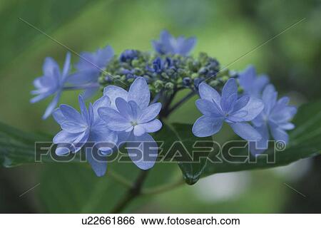 Stock Photograph - Hydrangea. Fotosearch
