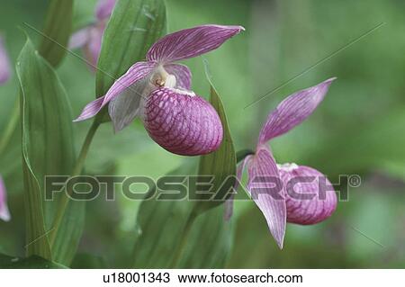 Lady'S Slipper Orchids View Large Photo Image Stock Image - Lady'S Slipper Orchids. Fotosearch