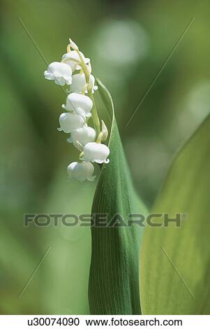 Stock Image - Lily Of The Valley. Fotosearch