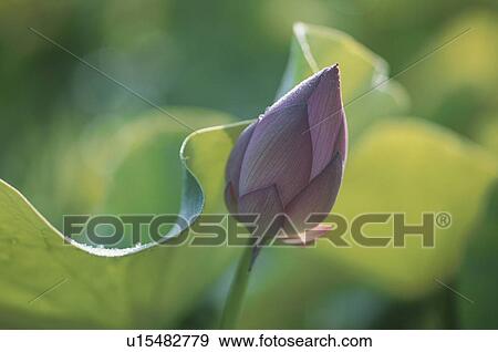 Lotus Bud View Large Photo Image Stock Photo - Lotus Bud. Fotosearch
