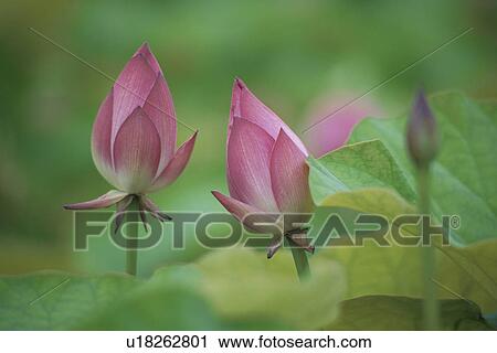 Stock Image - Lotus Buds. Fotosearch