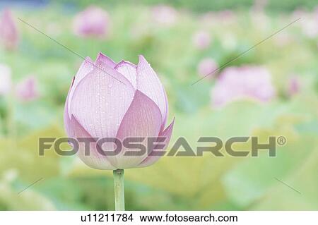 Lotus View Large Photo Image Picture - Lotus. Fotosearch
