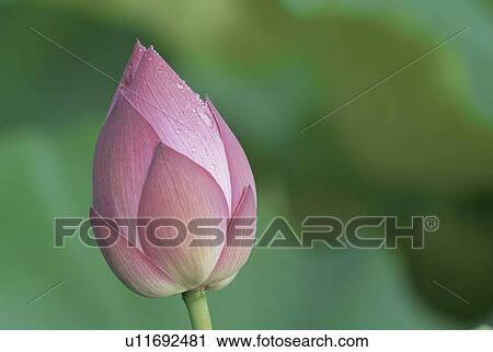 Stock Image - Lotus. Fotosearch
