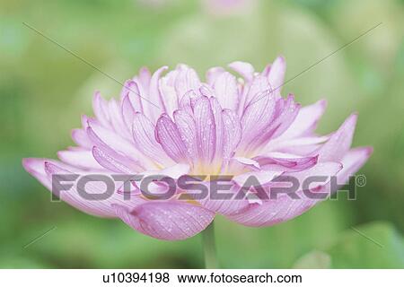 Lotus View Large Photo Image Stock Photo - Lotus. Fotosearch