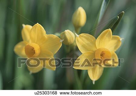 Narcissus View Large Photo Image Stock Photo - Narcissus. Fotosearch