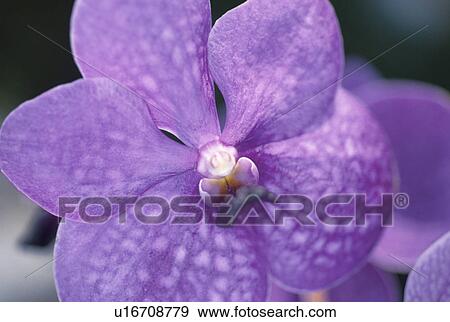 Orchid View Large Photo Image Stock Photo - Orchid. Fotosearch