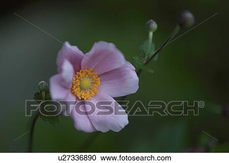 Stock Image - Pink Chrysanthemum. Fotosearch