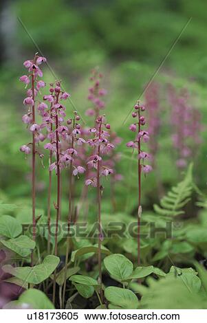 Pink Flowers View Large Photo Image Stock Photography - Pink Flowers. Fotosearch