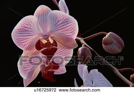 Pink Orchid View Large Photo Image Stock Image - Pink Orchid. Fotosearch
