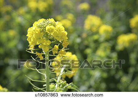 Rape Blossoms View Large Photo Image Stock Image - Rape Blossoms. Fotosearch