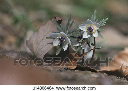 Picture - Shibateranthis Pinnatifida. Fotosearch