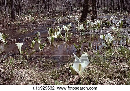 Skunk Cabbages In Forest View Large Photo Image Stock Image - Skunk Cabbages In Forest. Fotosearch