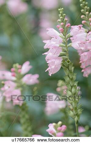 Stock Photograph - Stem Of Pink Flowers. Fotosearch