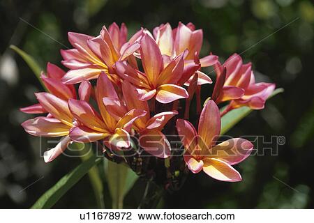 Stock Image - Temple Tree. Fotosearch