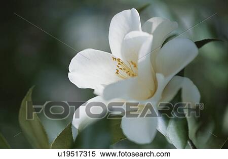 Stock Photography - The Flower Of A Camellia. Fotosearch