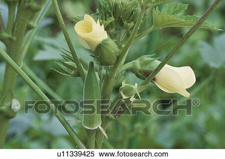 Stock Photography - The Flower Of Okra. Fotosearch