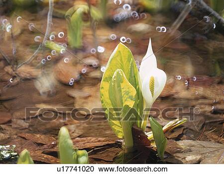 Stock Image - The Giant Skunk Cabbage At The Waterside. Fotosearch