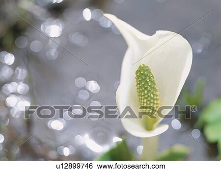 Stock Photograph - The Giant Skunk Cabbage At The Waterside. Fotosearch