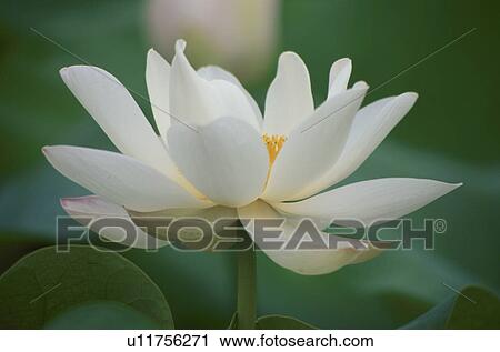 White Lotus Flower View Large Photo Image Stock Image - White Lotus Flower. Fotosearch