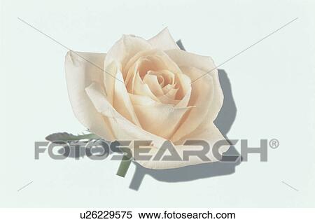 Cream Rose View Large Photo Image Stock Photography - Cream Rose. Fotosearch