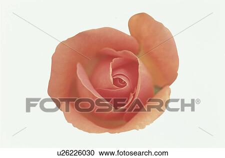 Stock Image - Orange Rose. Fotosearch