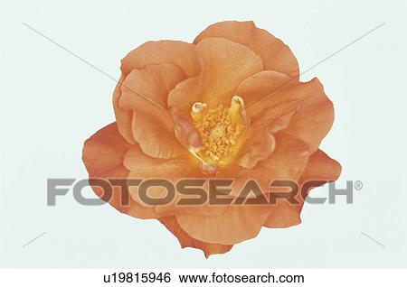 Stock Photograph - Orange Rose. Fotosearch