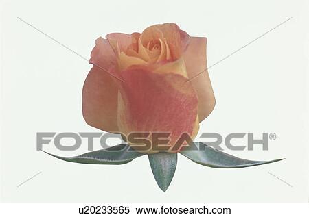 Stock Photography - Orange Rose. Fotosearch