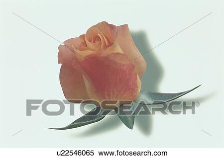 Orange Rose View Large Photo Image Stock Photography - Orange Rose. Fotosearch