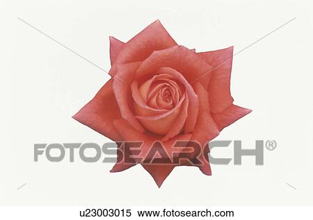 Stock Photography - Orange Rose. Fotosearch