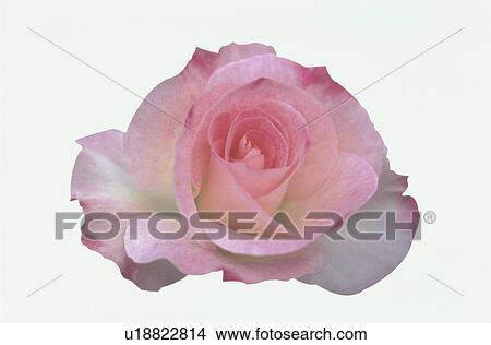 Picture - Pink Rose. Fotosearch