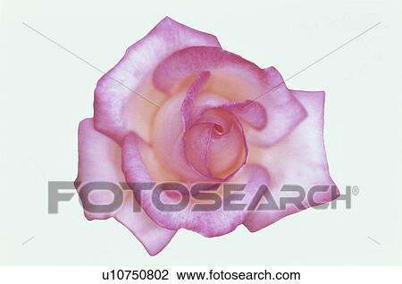 Stock Image - Pink Rose. Fotosearch