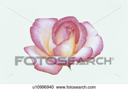 Stock Image - Pink Rose. Fotosearch