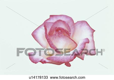 Stock Image - Pink Rose. Fotosearch