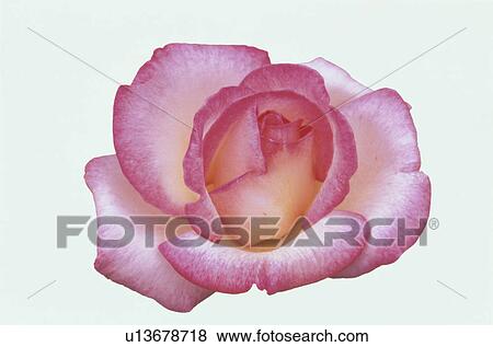 Stock Photo - Pink Rose. Fotosearch
