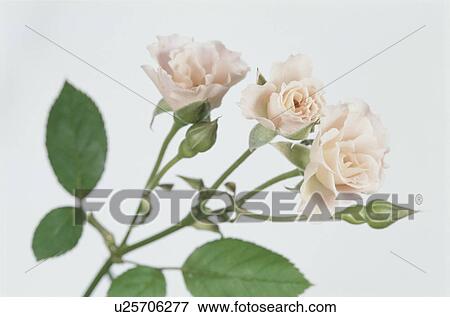 Stock Photo - Pink Rose. Fotosearch