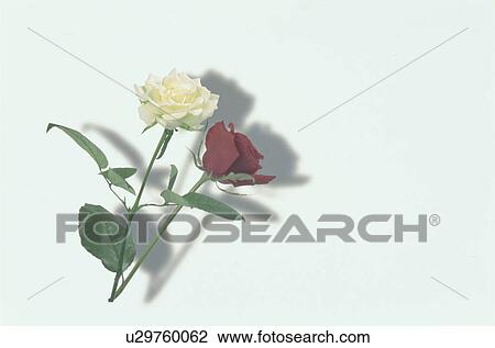 Red Rose And White Rose View Large Photo Image Stock Image - Red Rose And White Rose. Fotosearch