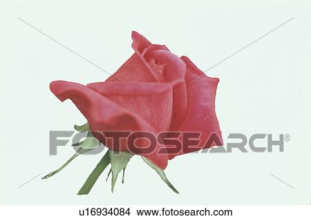 Red Rose View Large Photo Image Picture - Red Rose. Fotosearch