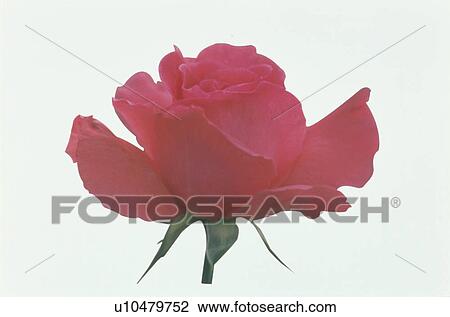 Stock Image - Red Rose. Fotosearch