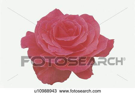 Stock Image - Red Rose. Fotosearch