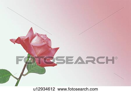Stock Image - Red Rose. Fotosearch