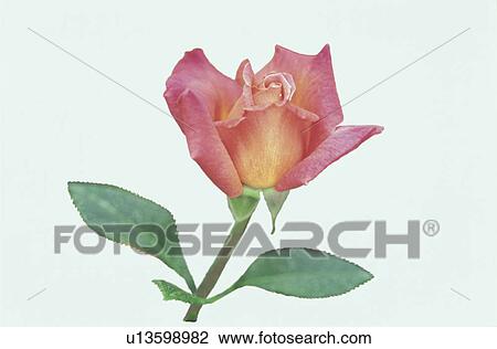Red Rose View Large Photo Image Stock Image - Red Rose. Fotosearch