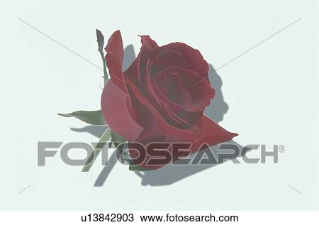 Stock Image - Red Rose. Fotosearch