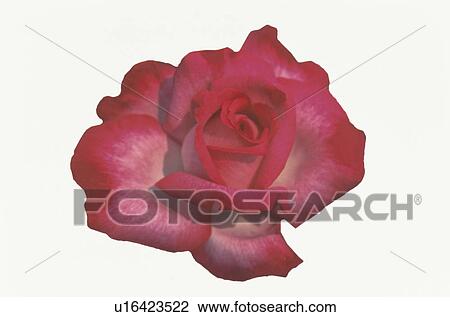 Red Rose View Large Photo Image Stock Image - Red Rose. Fotosearch
