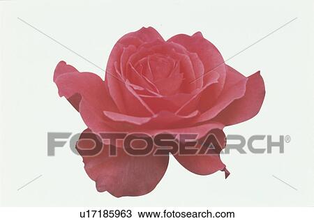 Stock Image - Red Rose. Fotosearch