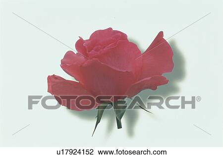 Stock Image - Red Rose. Fotosearch