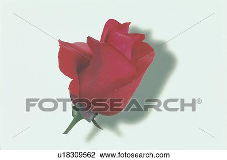 Stock Image - Red Rose. Fotosearch